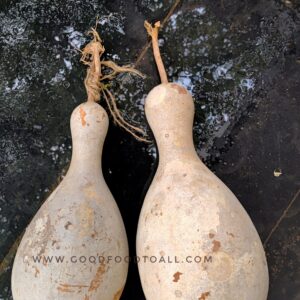 Heirloom Bottlegourd (BG6)
