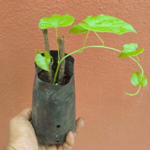 Seenthilplant