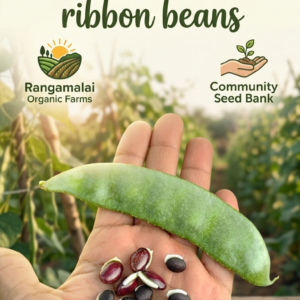 Native Broad Beans Seeds