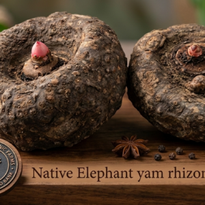 Elephant Yam Tuber corm