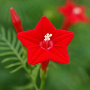 Mayil Manickam Flower Seeds (Cypress Vine / Ipomoea quamoclit)