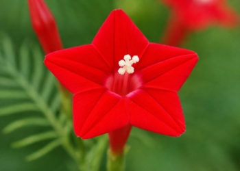 Mayil Manickam Flower Seeds (Cypress Vine / Ipomoea quamoclit)