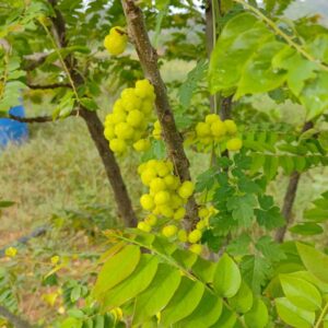Heirloom Star Gooseberry Seeds (Aranelli / Hari Nelli)