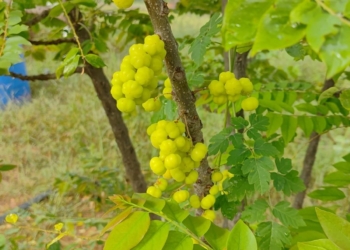 Heirloom Star Gooseberry Seeds (Aranelli / Hari Nelli)