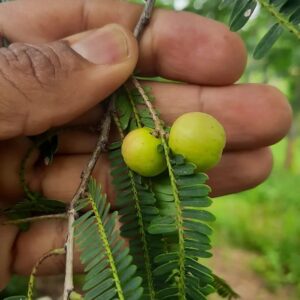 Native Siru Nelli Seeds (Wild Amla / Small Amla) – High Potency Heirloom