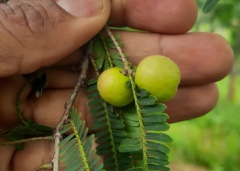 Native Siru Nelli Seeds (Wild Amla / Small Amla) – High Potency Heirloom