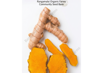 Alleppey Native Turmeric Rhizome Seeds