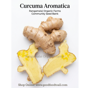 True Kasturi Manjal | Curcuma Aromatica | Wild Turmeric - Rhizome Seeds