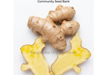 True Kasturi Manjal | Curcuma Aromatica | Wild Turmeric – Rhizome Seeds