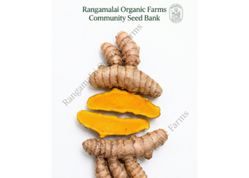 Native Erode Virali Turmeric Rhizome Seeds | GI Tagged Virali Turmeric