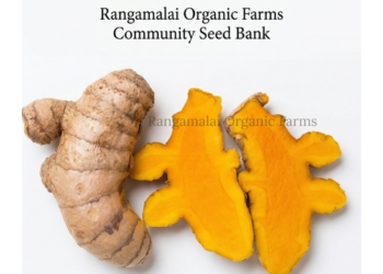 Salem Naatu Turmeric Seed Rhizomes (High Curcumin) – Organically Grown | Heirloom Native Variety