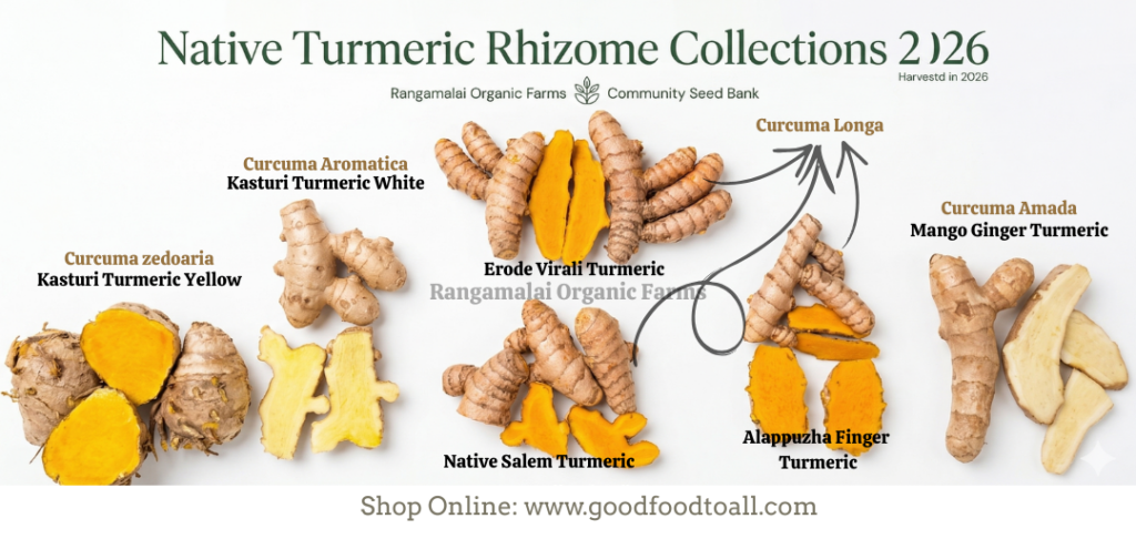 Turmeric Collections 2026