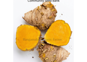 White Turmeric | Curcuma Zedoaria | Yellow kasturi Turmeric Rhizome seeds