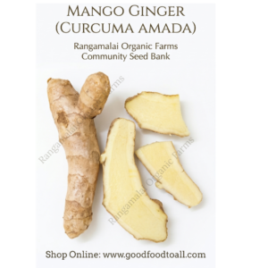 mango ginger