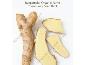 Mango Ginger / Amba Haldi Rhizome Seed