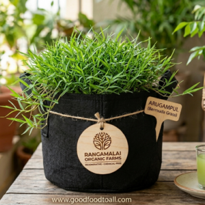 ​Arugampul Live Plant – The Sacred "Green Blood" for Urban Wellness
