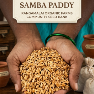 Kaivari Samba Paddy Seeds