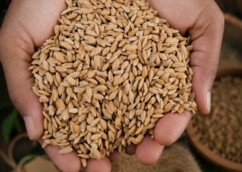 Adukku Nel Paddy Seeds (White Rice)