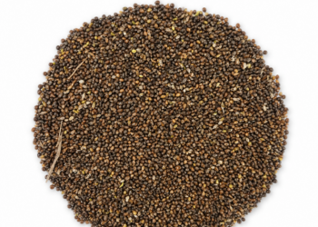 Native Black Little Millet Seeds