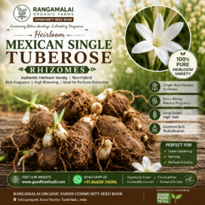 Heirloom Mexican Single Tuherose rhizome bulb