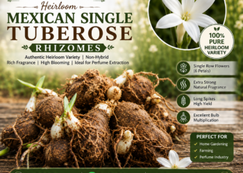 Heirloom Mexican Single Tuberose (Rajnigandha) Flower Bulbs – Pure, Unmatched Fragrance