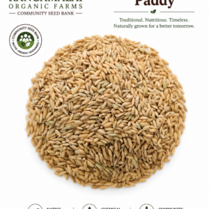 Native Seerga Samba Paddy Seeds