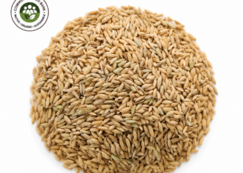 Native Seerga Samba Paddy Seeds (Less Aromatic for daily cooking)