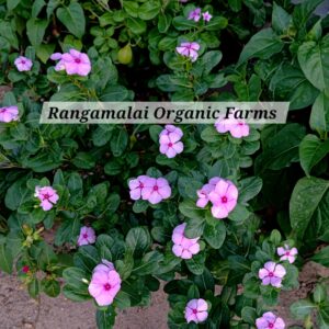 Periwinkle flower Seed | Vinca