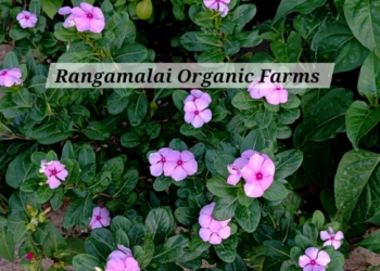 Periwinkle flower Seed | Vinca