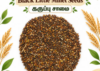 Black Little Millet Seeds | Karuppu Samai Seeds | ROF Community Seed Bank